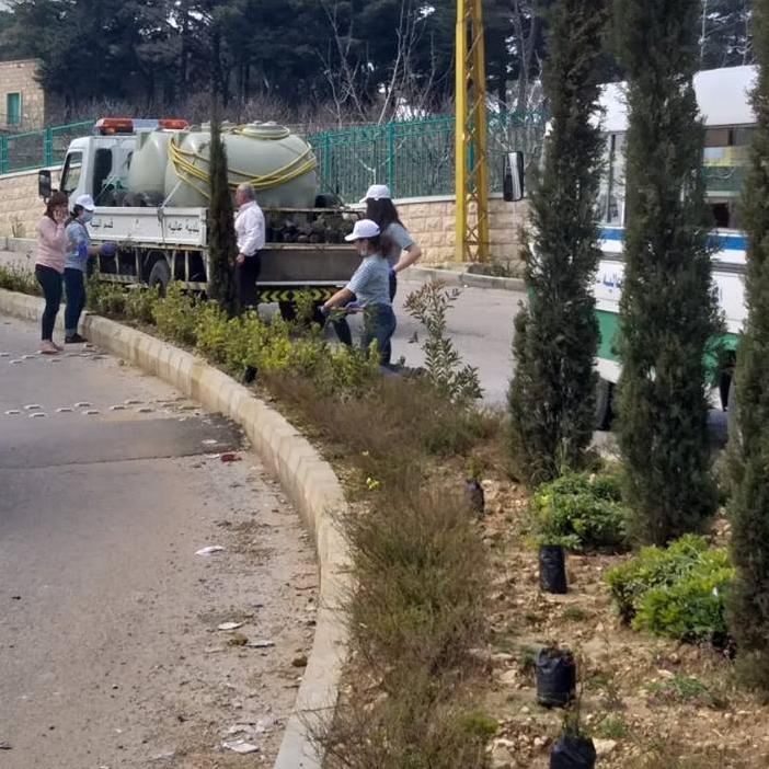 Planting the seedlings of roses in Aley