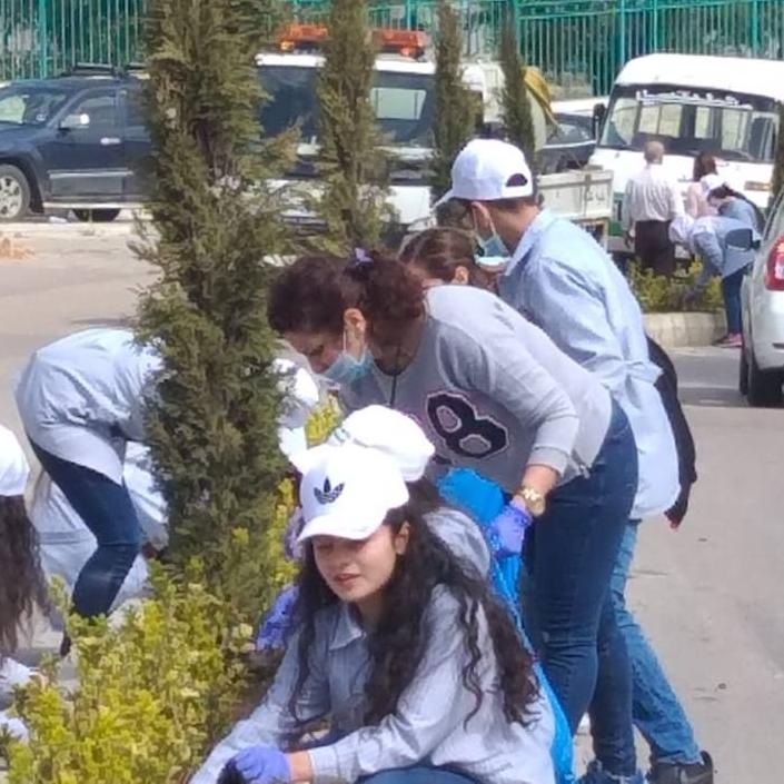 Planting the seedlings of roses in Aley