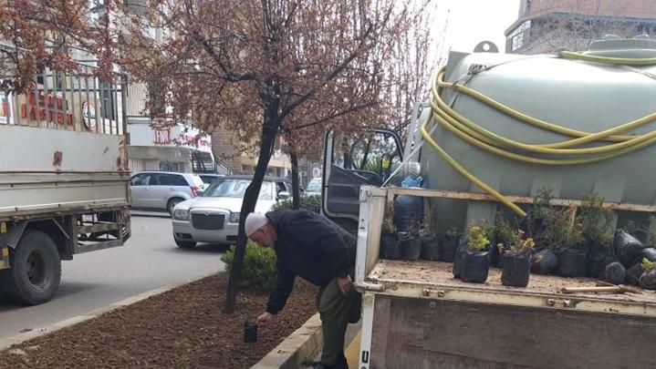 Planting the seedlings of roses in Aley