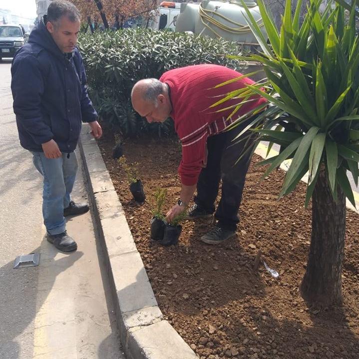 Planting the seedlings of roses in Aley